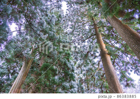 《神奈川県》箱根旧街道杉並木・雪景色 86383885
