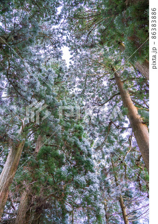 《神奈川県》箱根旧街道杉並木・雪景色 86383886