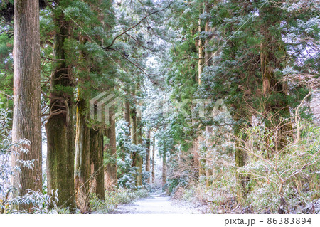 《神奈川県》箱根旧街道杉並木・雪景色 86383894