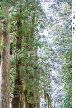 《神奈川県》箱根旧街道杉並木・雪景色 86383897
