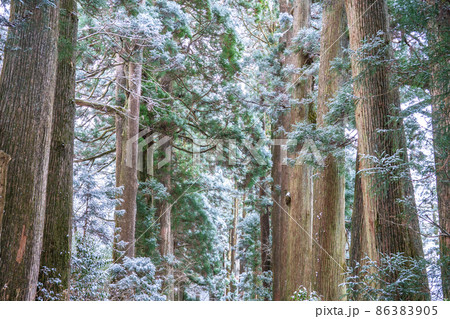 《神奈川県》箱根旧街道杉並木・雪景色 86383905