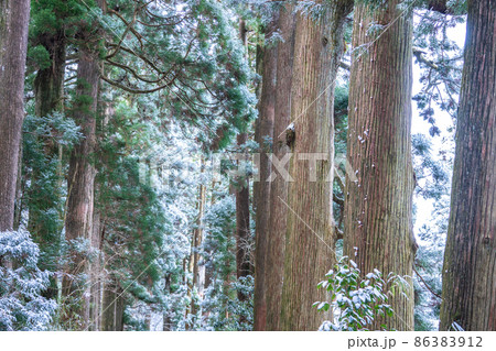 《神奈川県》箱根旧街道杉並木・雪景色 86383912