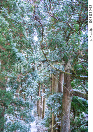 《神奈川県》箱根旧街道杉並木・雪景色 86383942