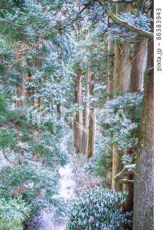 《神奈川県》箱根旧街道杉並木・雪景色 86383943