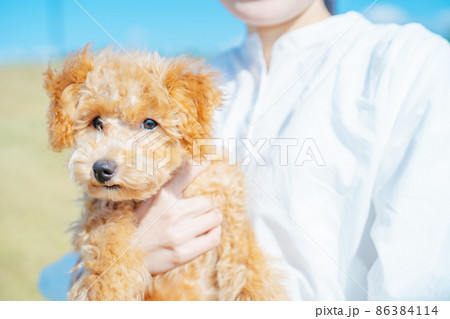 飼い主に抱かれるトイプードル 飼い主に抱かれるトイプードル 86384114