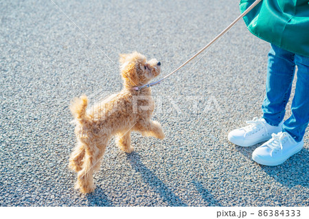 愛犬と遊ぶエプロン姿の女性(道路) 愛犬と遊ぶエプロン姿の女性(道路) 86384333