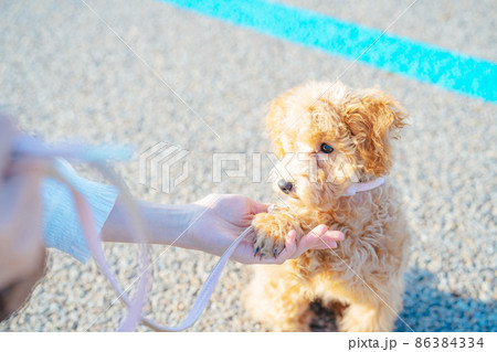 お手をする犬 86384334