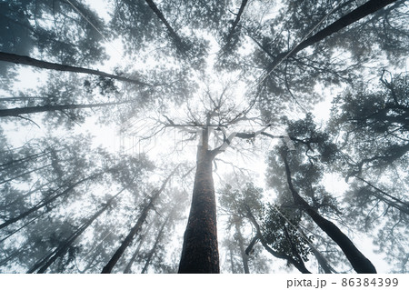 misty forest and pine trees misty forest and pine trees 86384399