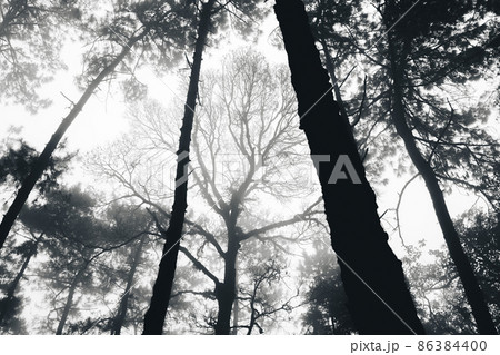 misty forest and pine trees 86384400