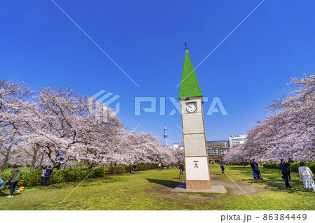 桜が満開の猿江恩賜公園・時計塔と中央広場の風景（2021年3月） 86384449