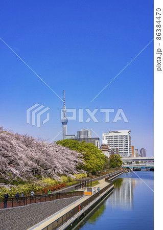 桜咲く猿江恩賜公園・横十間川沿いの桜並木と東京スカイツリー（2021年3月） 86384470