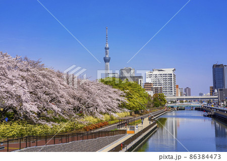桜咲く猿江恩賜公園・横十間川沿いの桜並木と東京スカイツリー(2021年3月) 桜咲く猿江恩賜公園・横十間川沿いの桜並木と東京スカイツリー(2021年3月) 86384473