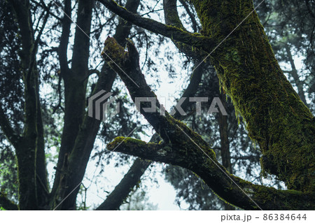 old trees and moss in the rainforest 86384644