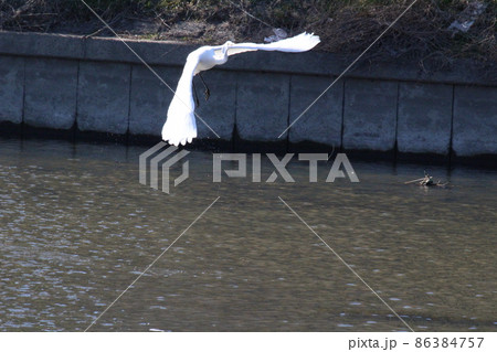 埼玉県蓮田市を流れる元荒川を低空飛行するシラサギ 86384757