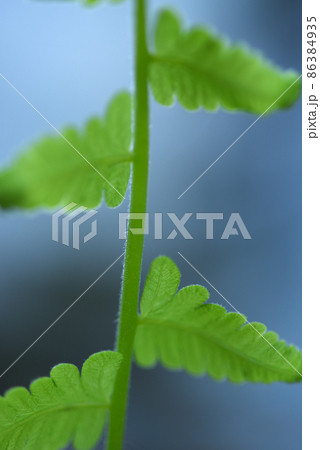 fern leaves on green background 86384935