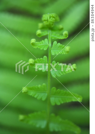 fern leaves on green background fern leaves on green background 86384944
