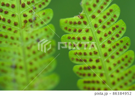 fern leaves on green background 86384952