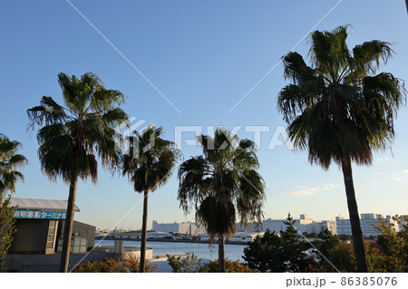 ヤシの木の立ち並ぶ東京都江東区有明の風景の写真素材 [86385076] - PIXTA