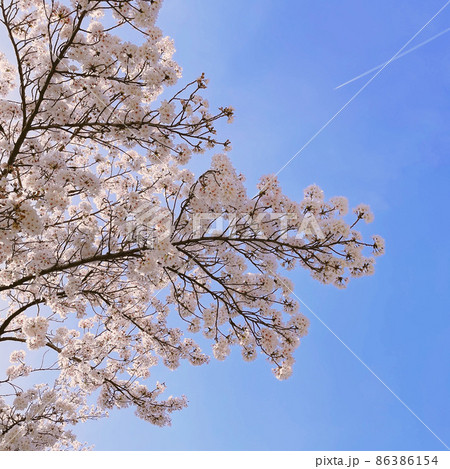 下から見上げた桜と飛行機雲 下から見上げた桜と飛行機雲 86386154