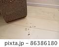 爪研ぎの周りの汚れ 86386180