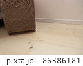 爪研ぎの周りの汚れ 86386181