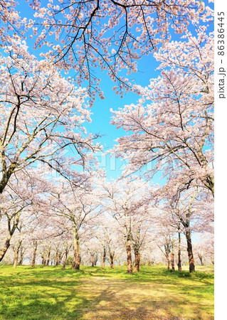 春の桜並木 86386445