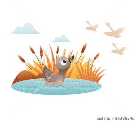 Lonely duckling swimming in the pond in autumn.... - Stock Illustration  [86386540] - PIXTA