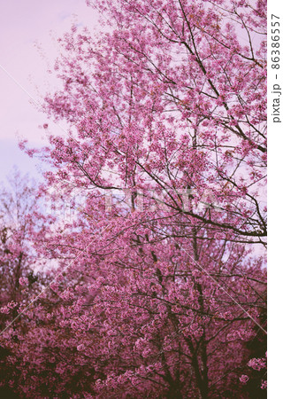 Wild Himalayan Cherry Blossom on tree, beautiful pink sakura flower at winter landscape tree with blue sky 86386557
