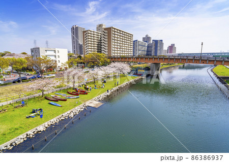 桜咲く大島小松川公園・もみじ大橋から旧中川の眺望(2021年3月) 桜咲く大島小松川公園・もみじ大橋から旧中川の眺望(2021年3月) 86386937