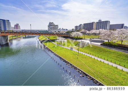 桜咲く大島小松川公園・もみじ大橋から旧中川の眺望（2021年3月） 86386939