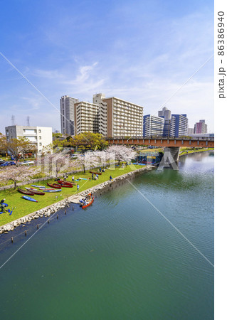 桜咲く大島小松川公園・もみじ大橋から旧中川の眺望（2021年3月） 86386940