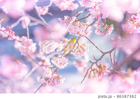 メジロと梅の花 86387362