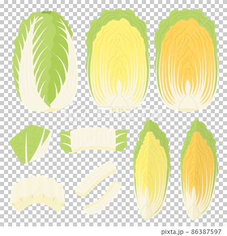 白菜のイラスト 白菜のイラスト 86387597