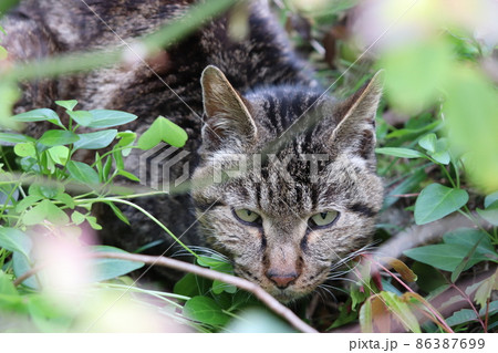 野生で生きる 本能で生きる雄猫 野生で生きる 本能で生きる雄猫 86387699