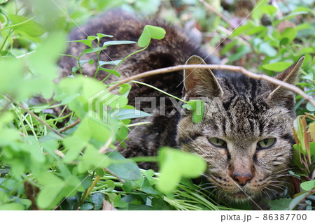 野生で生きる　本能で生きる雄猫 86387700