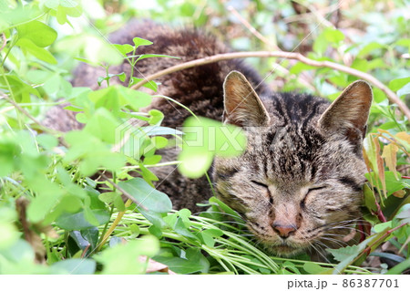 野生で生きる 本能で生きる雄猫 野生で生きる 本能で生きる雄猫 86387701
