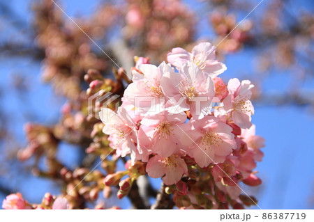 河津桜 86387719