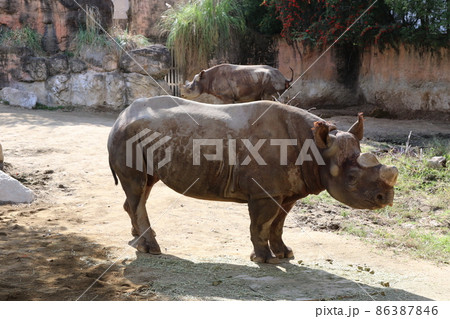 天王寺動物園のクロサイ 天王寺動物園のクロサイ 86387846