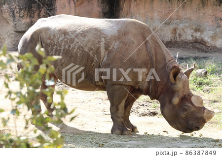 天王寺動物園のクロサイ 86387849