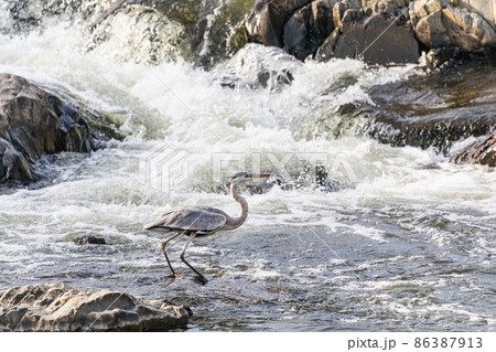 川の中のアオサギ 86387913