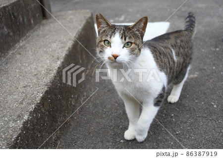 人懐っこい雄猫 人懐っこい雄猫 86387919