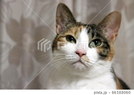 表情豊かな三毛猫 86388060