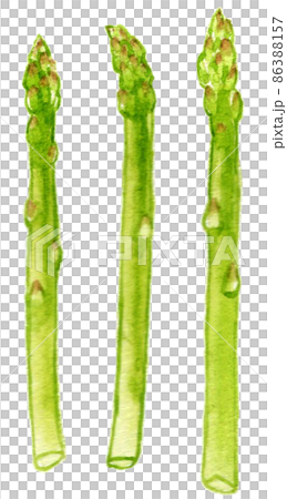 野菜の水彩イラスト アスパラガスのイラスト素材 野菜の水彩イラスト アスパラガスのイラスト素材