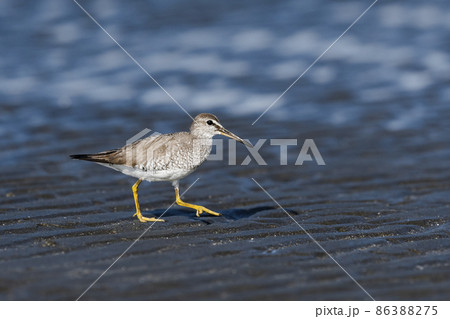 キアシシギ 86388275