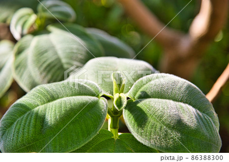 福井県総合グリーンセンター 86388300