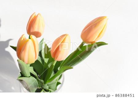 淡いオレンジのチューリップ'マンゴーチャーム' 86388451