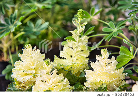 福井県総合グリーンセンター 福井県総合グリーンセンター 86388452