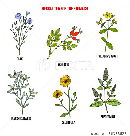 Herbal tea for stomach, set of medicinal plants 86388623