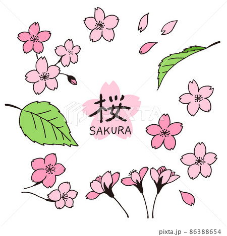 桜の花びらと葉っぱの手描き線画イラストのセット 桜の花びらと葉っぱの手描き線画イラストのセット 86388654