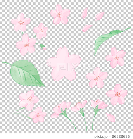 A set of hand-painted watercolor-style illustrations of cherry blossom petals and leaves A set of hand-painted watercolor-style illustrations of cherry blossom petals and leaves 86388656